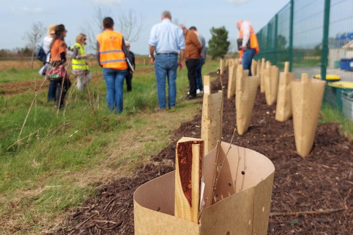 1,8 km de haies sont plantées autour du village économie circulaire dans la zone industrielle de Surgères.